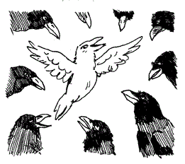 Белая ворона и черные вороны
